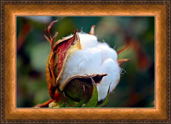 Cotton Bloom Wall Art
